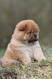 CHOW CHOW 311